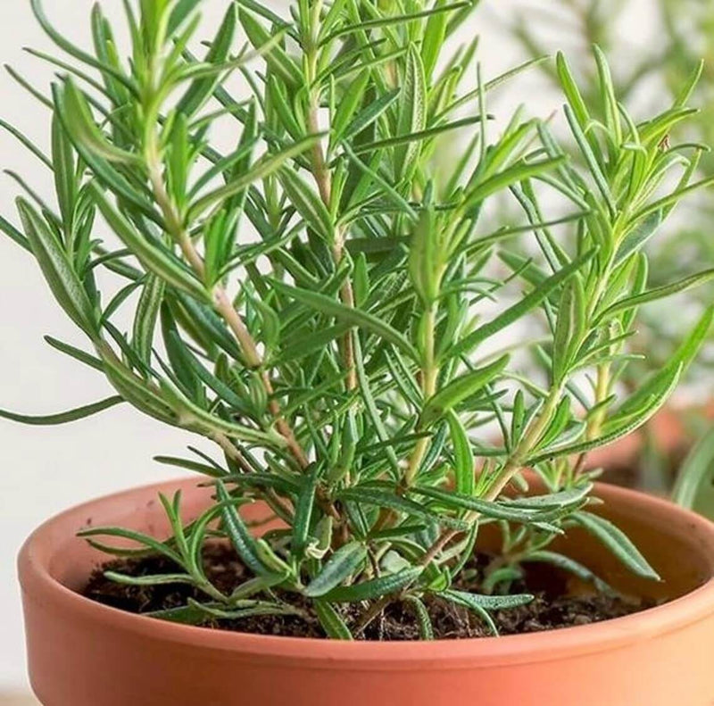 Unlock the Power of Rosemary Oil: The Ultimate Guide to Using Rosemary Oil for Hair Growth